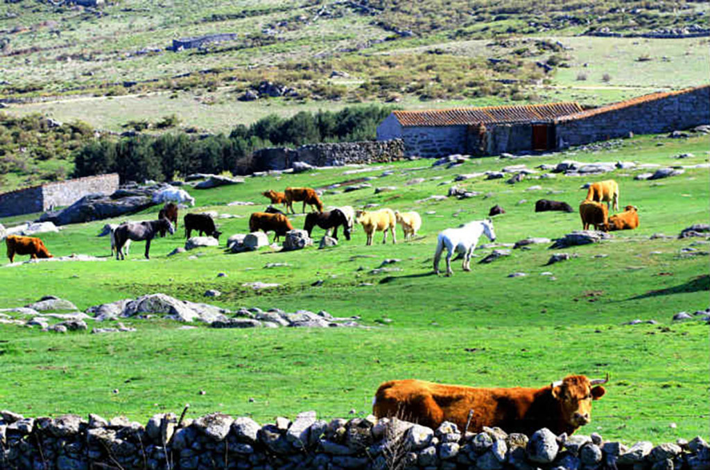 La producción de carne apuesta por la sostenibilidad