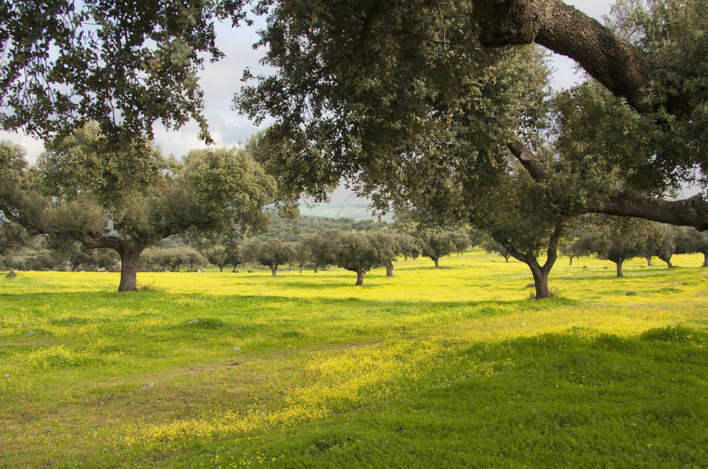 El compromiso con el medio ambiente del sector ganadero-cárnico español